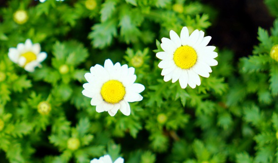 重庆，凭什么登上智能网联汽车“新王座”？